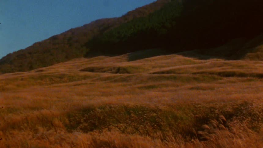 Rolling hills covered in tall golden grass stretch towards a dark forested mountainside under a clear blue sky