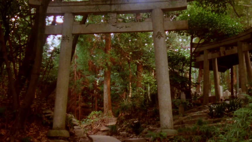 A pathway winds through a grove of trees and several torii gates