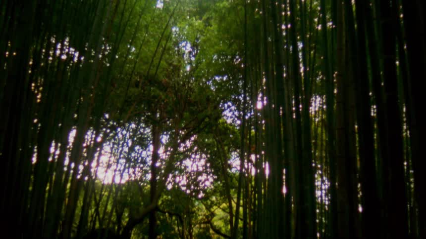 A forest with a break in the trees that shows the sunlight coming in