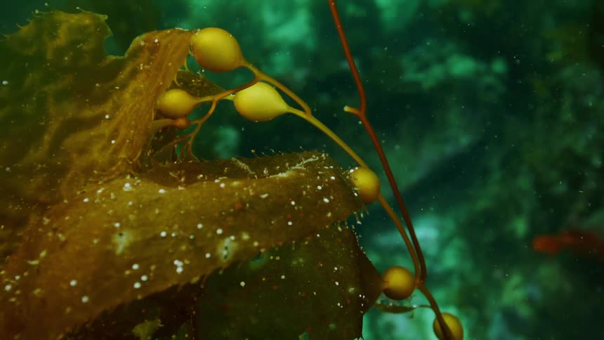 Seaweed fronds wave gently in the greenish depths