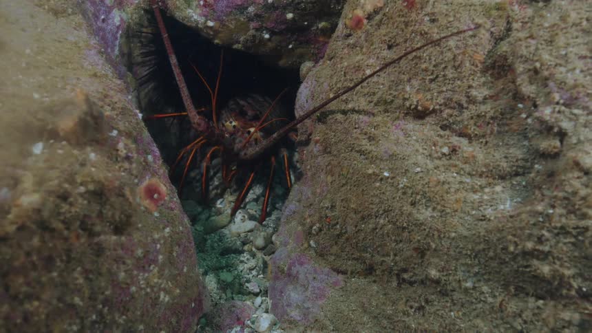 Crustacean standing on a crevice between rocks underwater