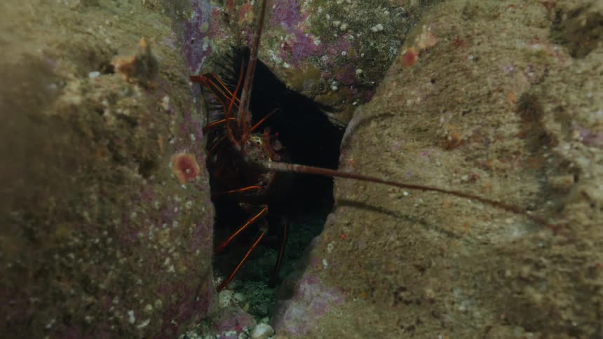 Crustacean walking on a crevice between rocks underwater