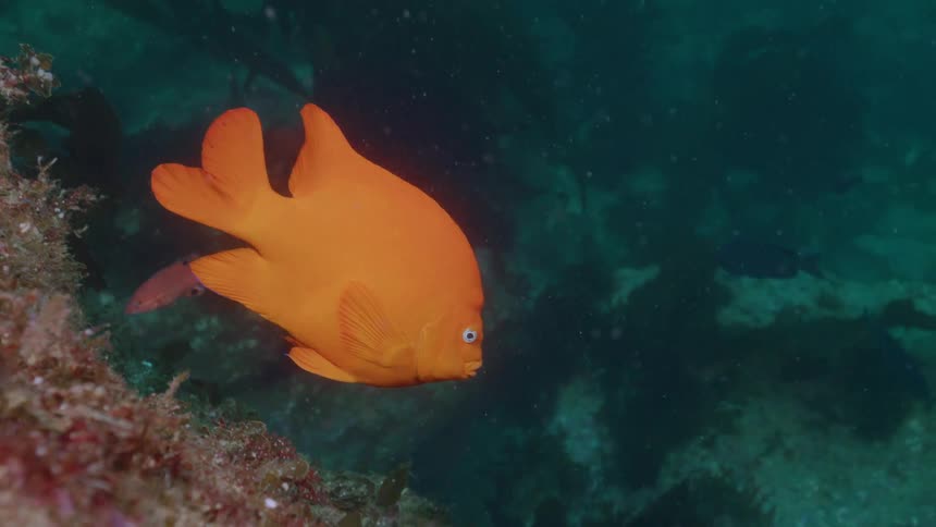 A bright orange fish dives deeper into the water