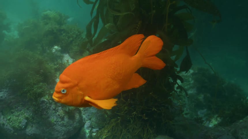A bright orange garibaldi fish swims gracefully through a kelp forest