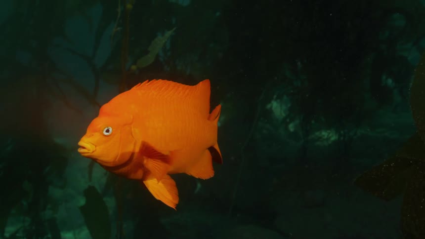 An orange fish swims underwater