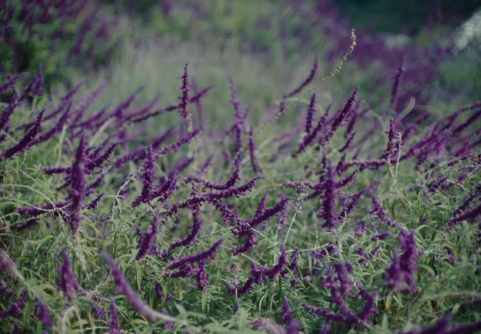Field with purple lupine flowers