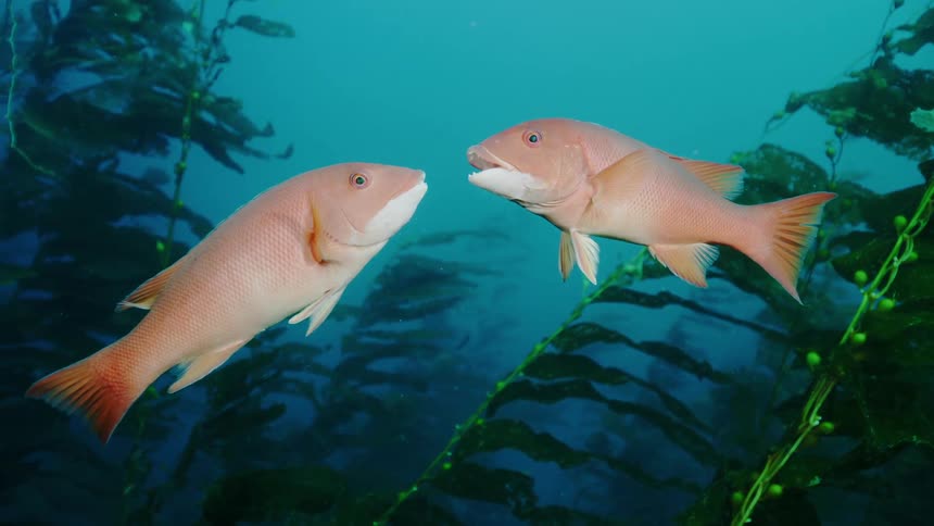 Two fish interacting with each other on the ocean floor with sea plants in the background