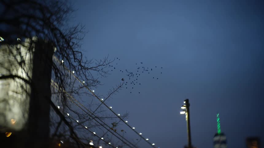 Flock of birds flying over a metropolitan area during night time