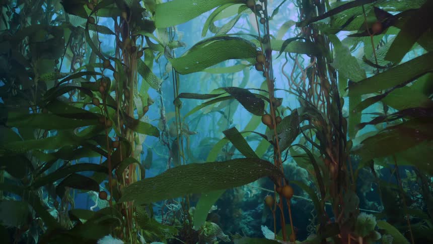 A lush kelp forest with long wavy strands of kelp and round bulbous floats swaying against a blue backdrop