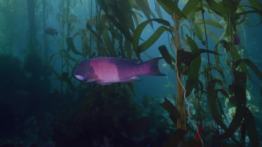 Purple and pink wild fish swimming underwater on the ocean between reeds and vegetation