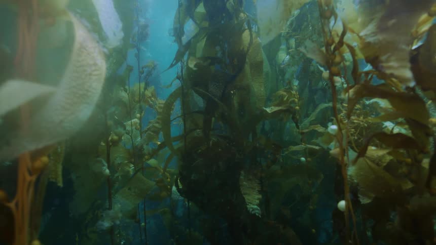 Tall brown kelp stalks grow densely in a dark underwater environment