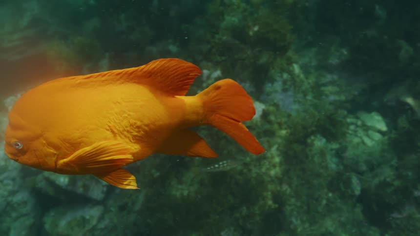 A bright orange garibaldi fish swims gracefully through a kelp forest