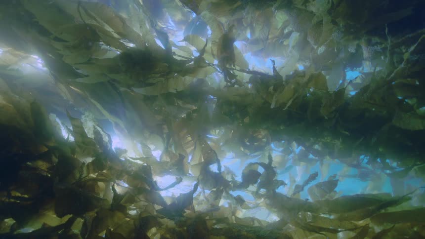 The leaves of seaweed are spread wide underwater