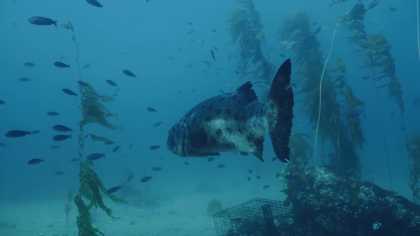 A large fish swims through seaweed full of smaller fish