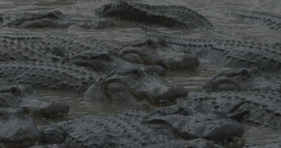A group of gators are in the water together