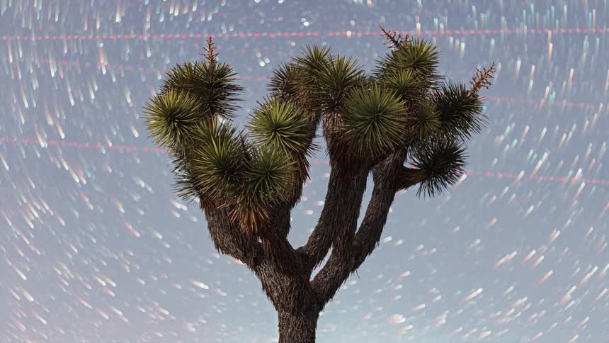 A joshua tree stands against a backdrop of a night sky filled with star and airplane trails