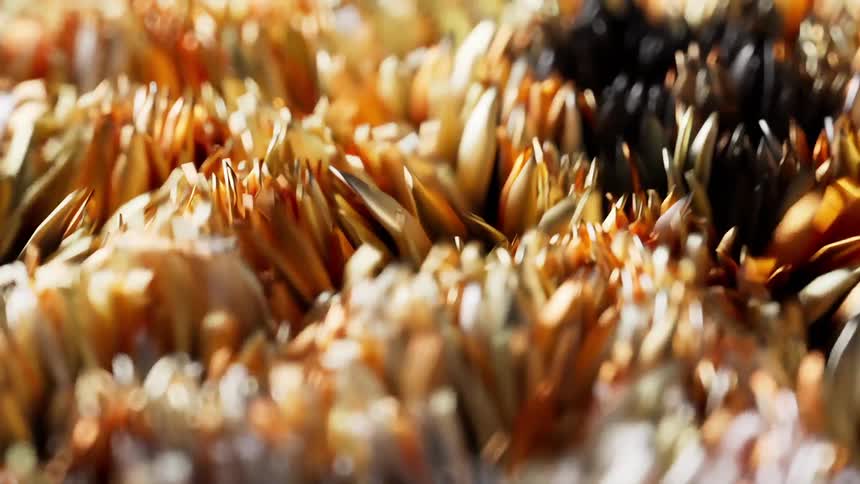 Abstract looking grass is shown in black and then gold as it goes back and forth in fast motion