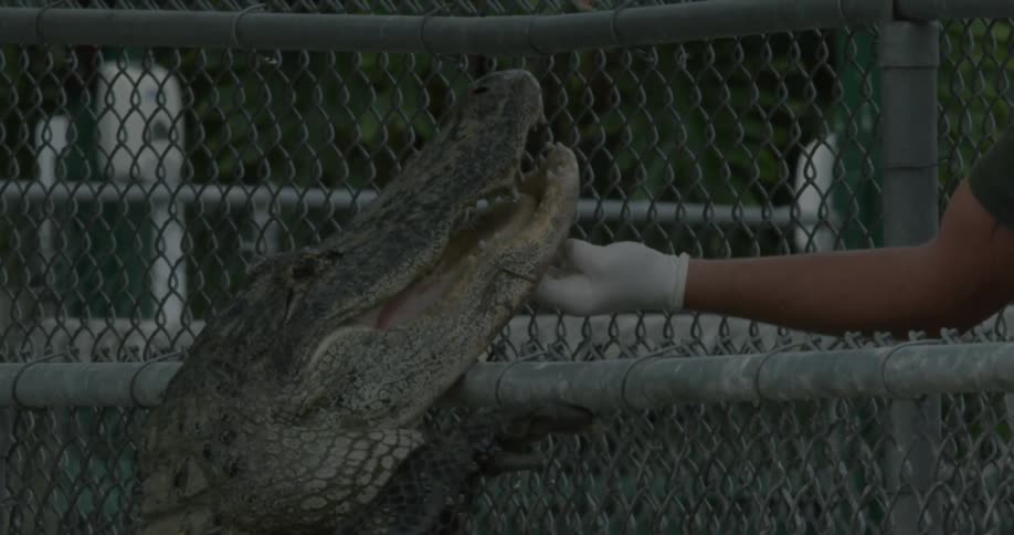 Alligator putting head up on fence to be given food
