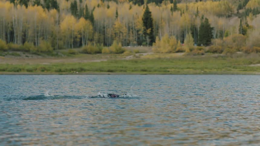 A man is swimming in the lake