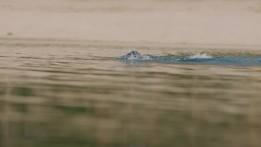 A person wearing a black cap is swimming in a lake