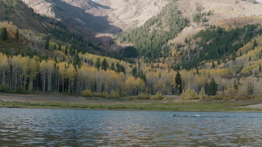 Person in a wet suit swims across the lake in front of the forested mountains