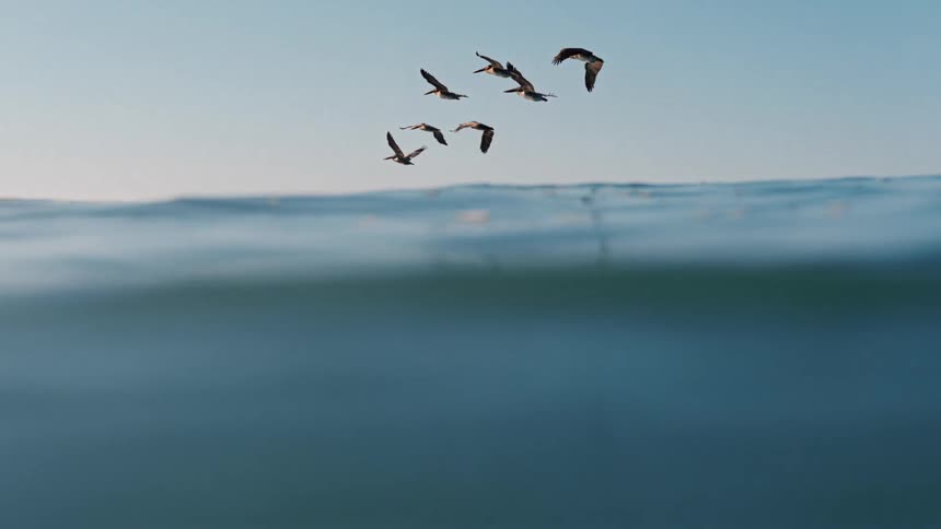 Flock of birds gracefully flies over the ocean cutting out the blue sky above the calm waters
