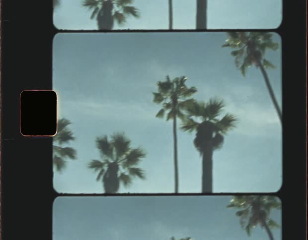 Super 8mm Film Clip of Palm Trees in Los Angeles