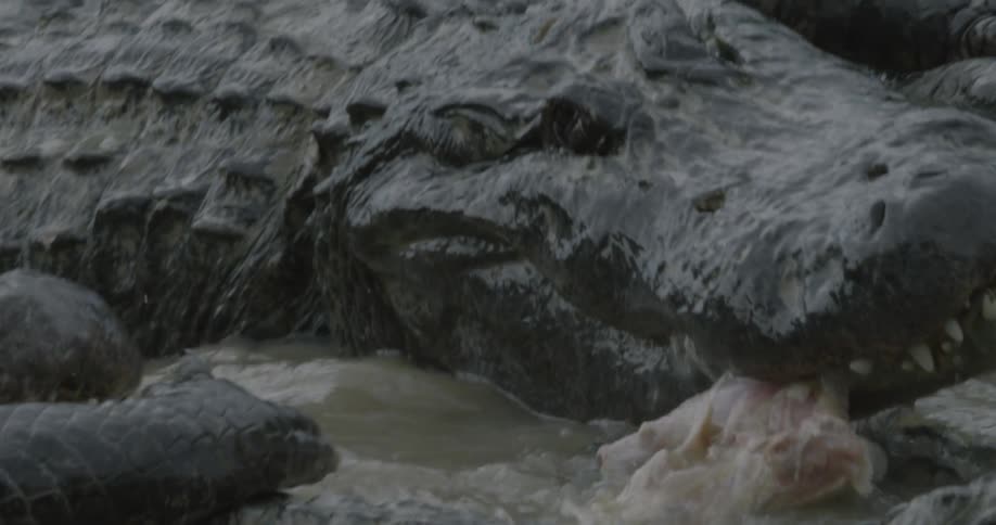 Alligators thrash about in swampy water