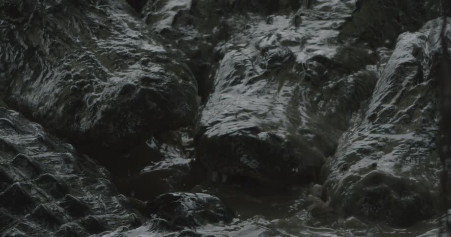 Alligators are jockeying for position in shallow, muddy waters