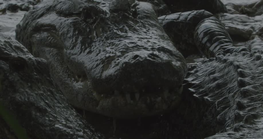 Several alligators are resting at the surface of the water