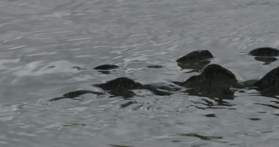 An alligator slowly goes underwater