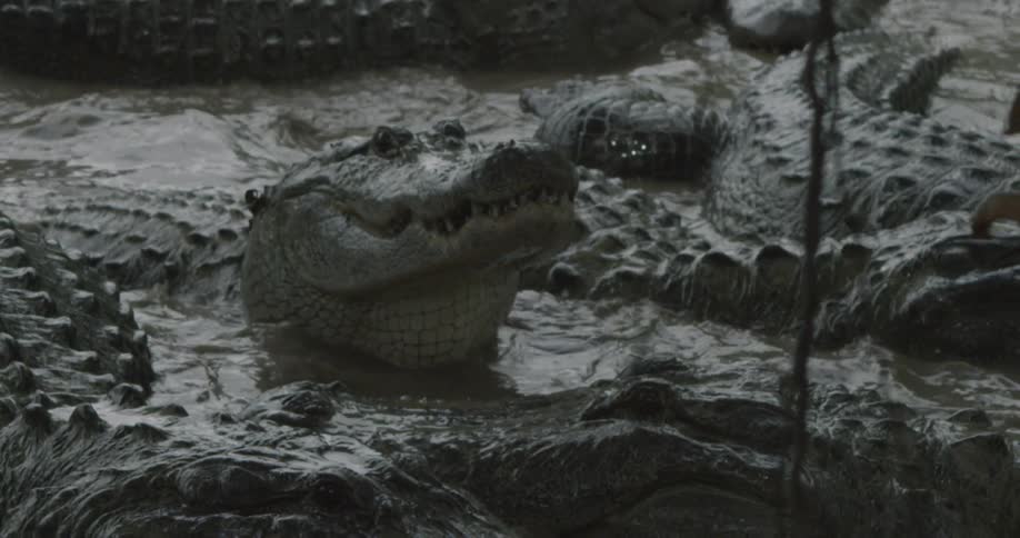 An alligator is jockeying for position in a group of alligators