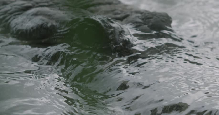 Extreme close-up of an alligator's eyes and snout at the surface of the water