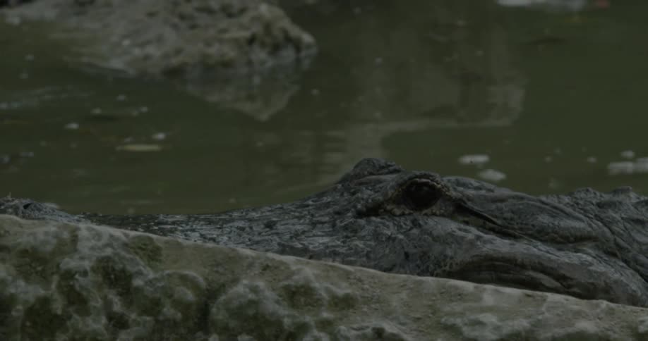 An alligator stalks in the swampy water
