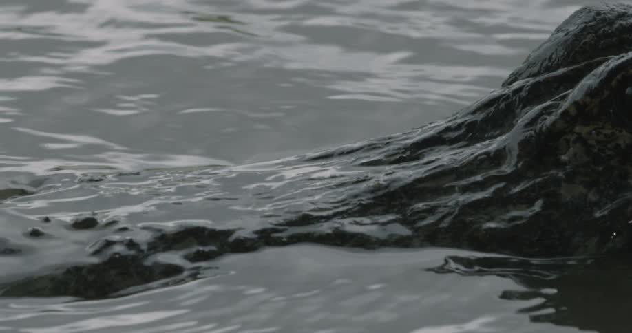 A crocodile moves slowly in the water