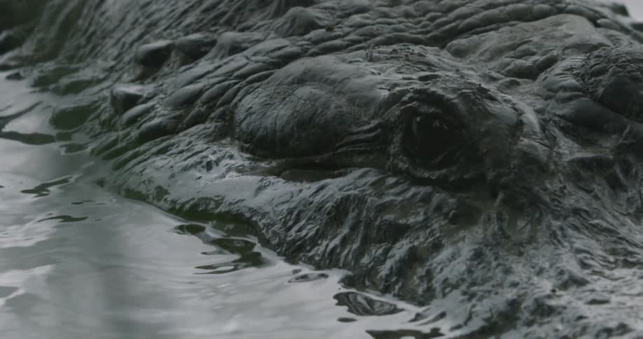 Extreme close-up of an alligator eye at the surface of the water