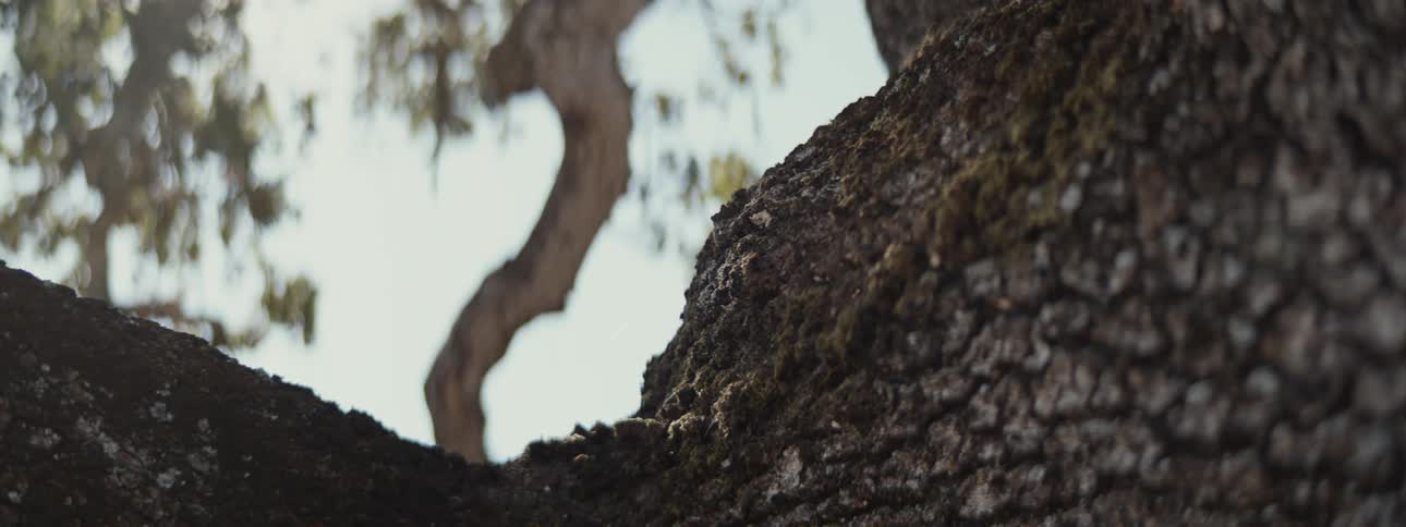 Close up of a tree trunk with moss
