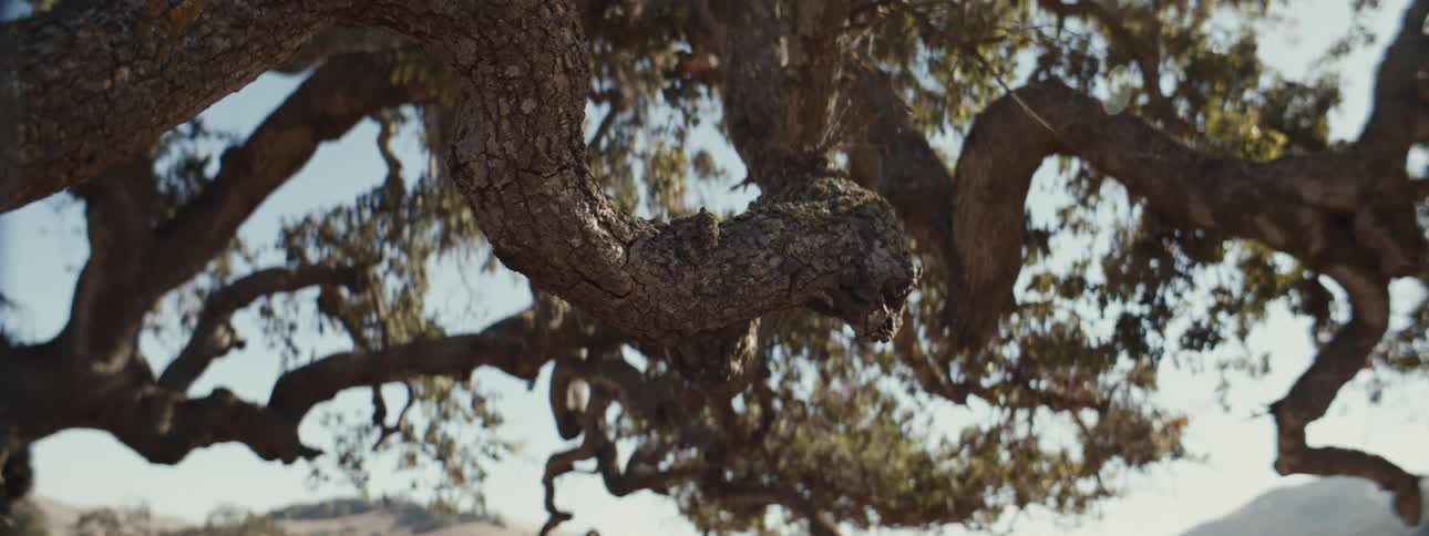 The large tree has long crooked branches