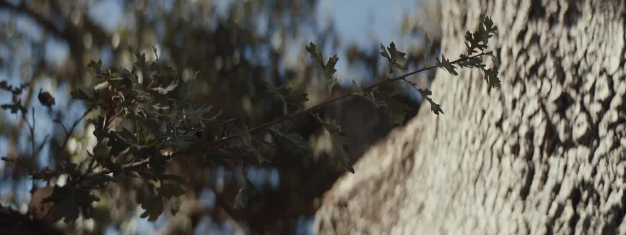 Close up of a green leaf on a tree
