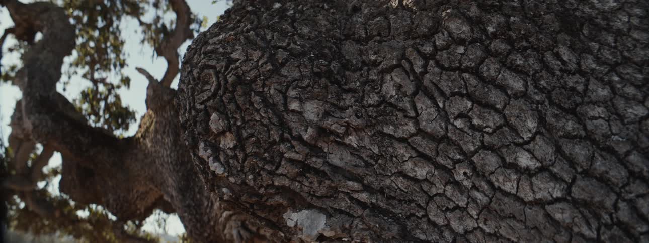 Long trunk of a tree