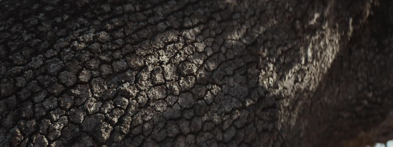 A close up clip of a tree texture