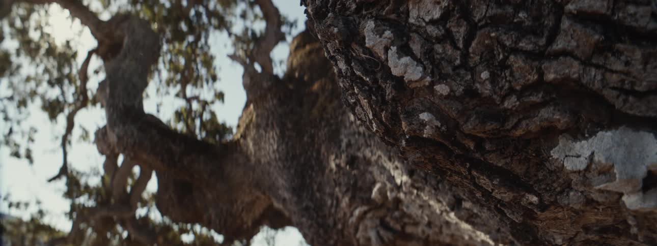 Upward view of a tree with a long trunk