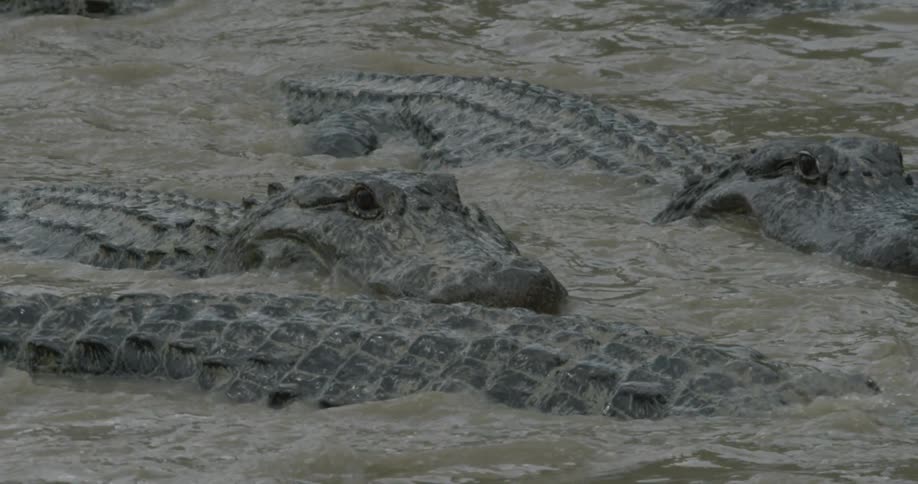 A group of alligators gathered together in shallow muddy water are moving
