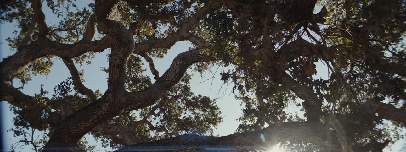 A clip of a tree and birds flying above