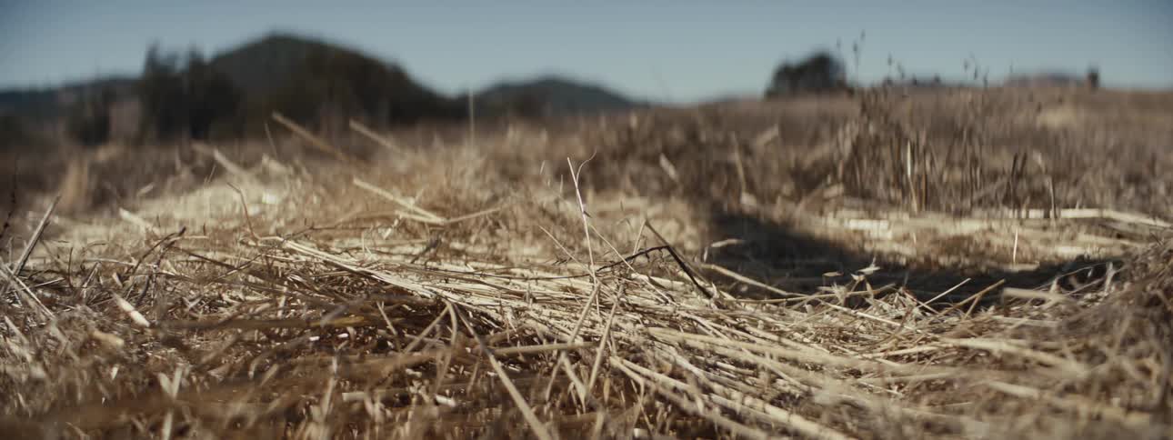 Shadow of a kite flying over a dry field