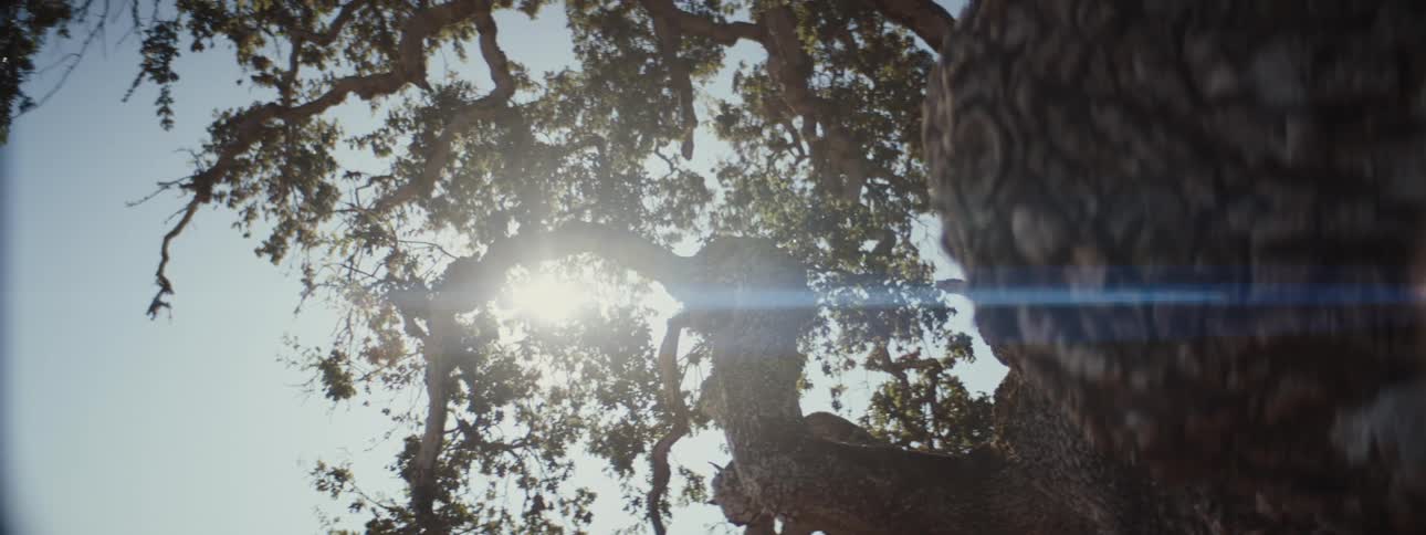 Upward view of a long tree trunk against a blue sky and the reflection of the sun
