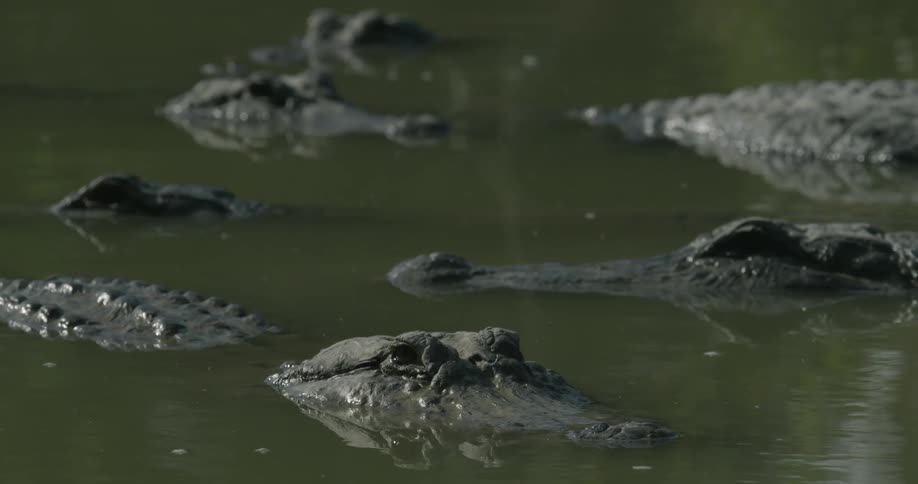 Crocodiles rest in the murky water