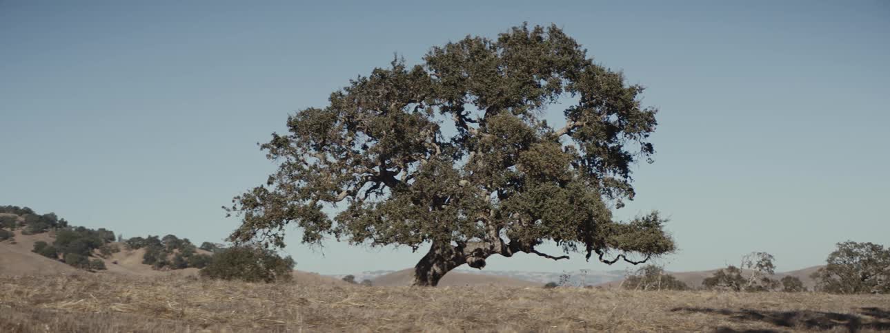 A large single tree is on the field