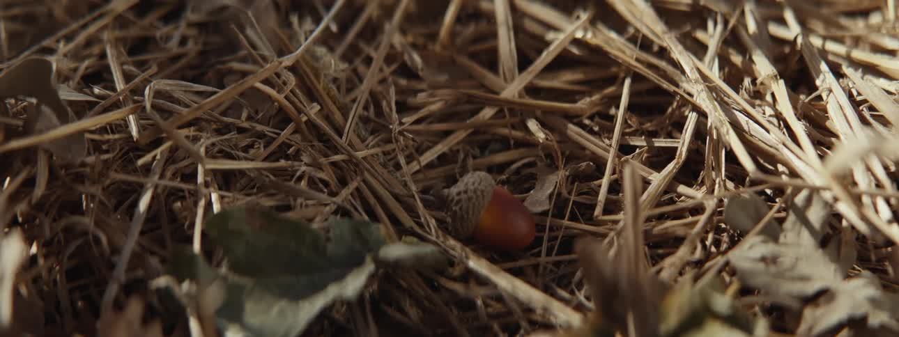 An acorn falls into the straw on the ground