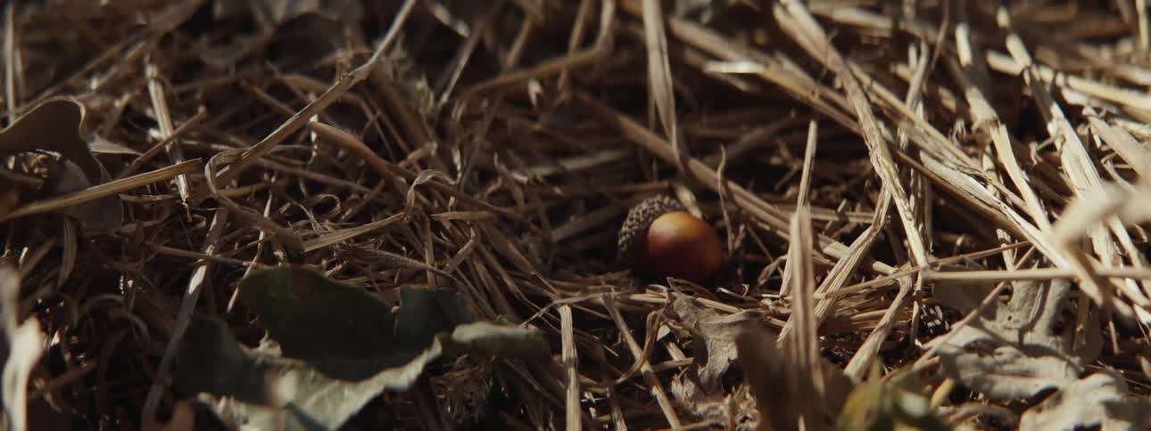 Nut falling in the middle of dry grass